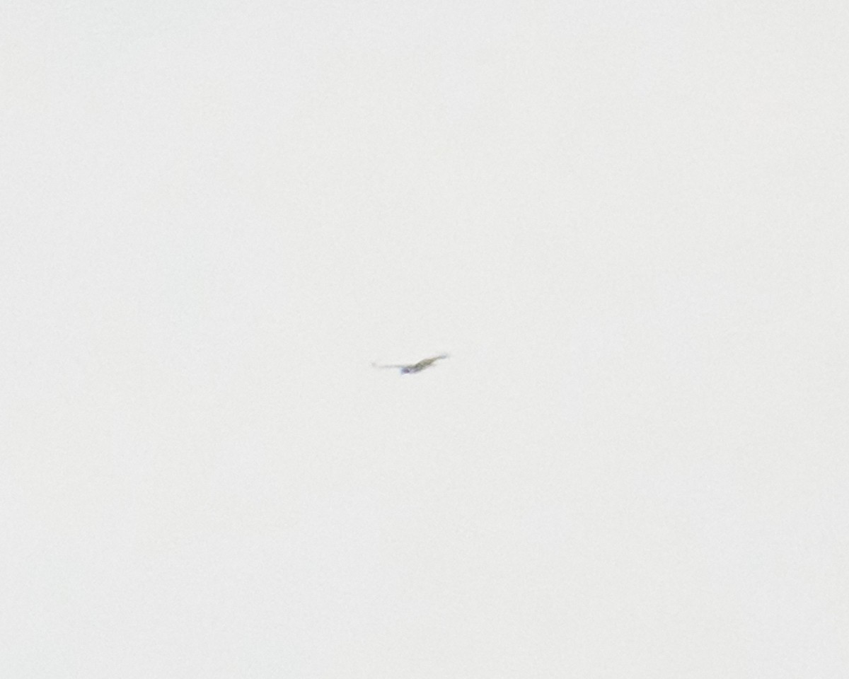 Busardo (Buteo) sp. - ML644310414