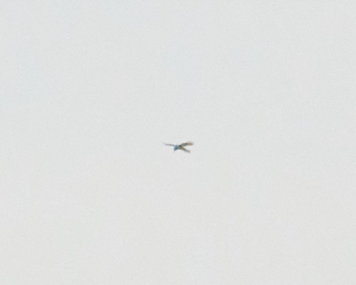 Busardo (Buteo) sp. - ML644310416