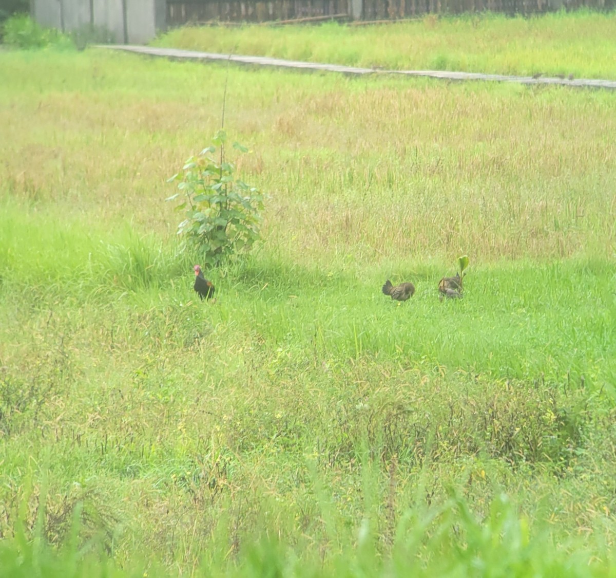 Gallo de Java - ML644310443