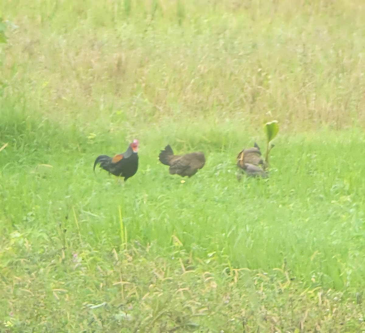 Gallo de Java - ML644310444