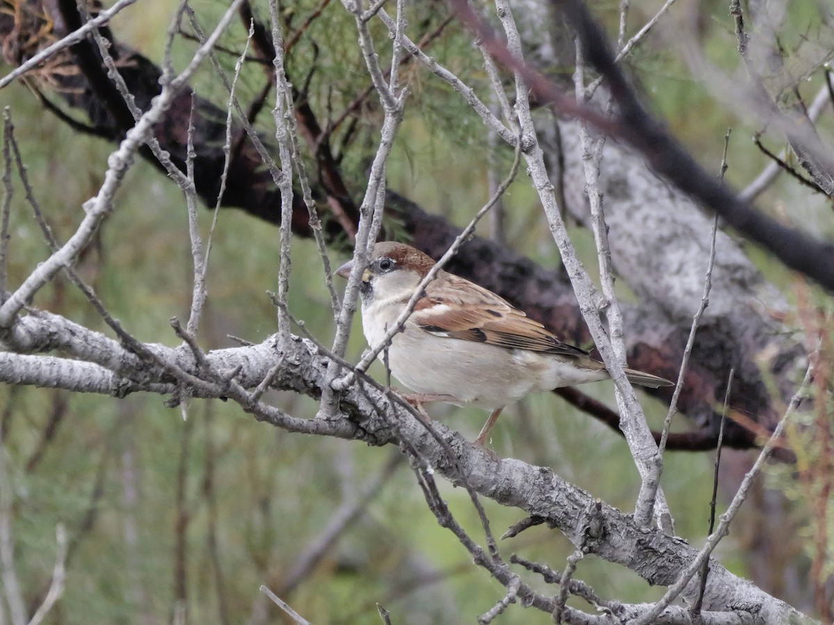 Gorrión Común - ML644310445