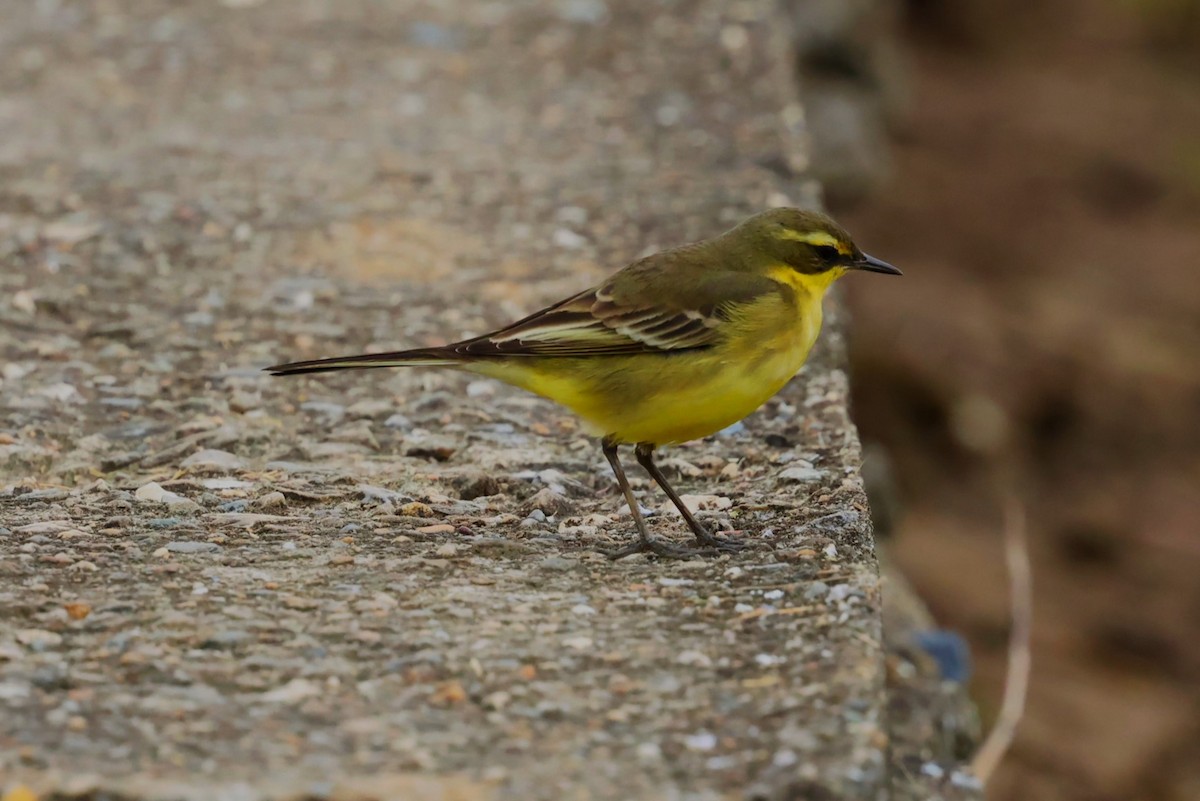 Lavandera de Chukotka - ML644310447