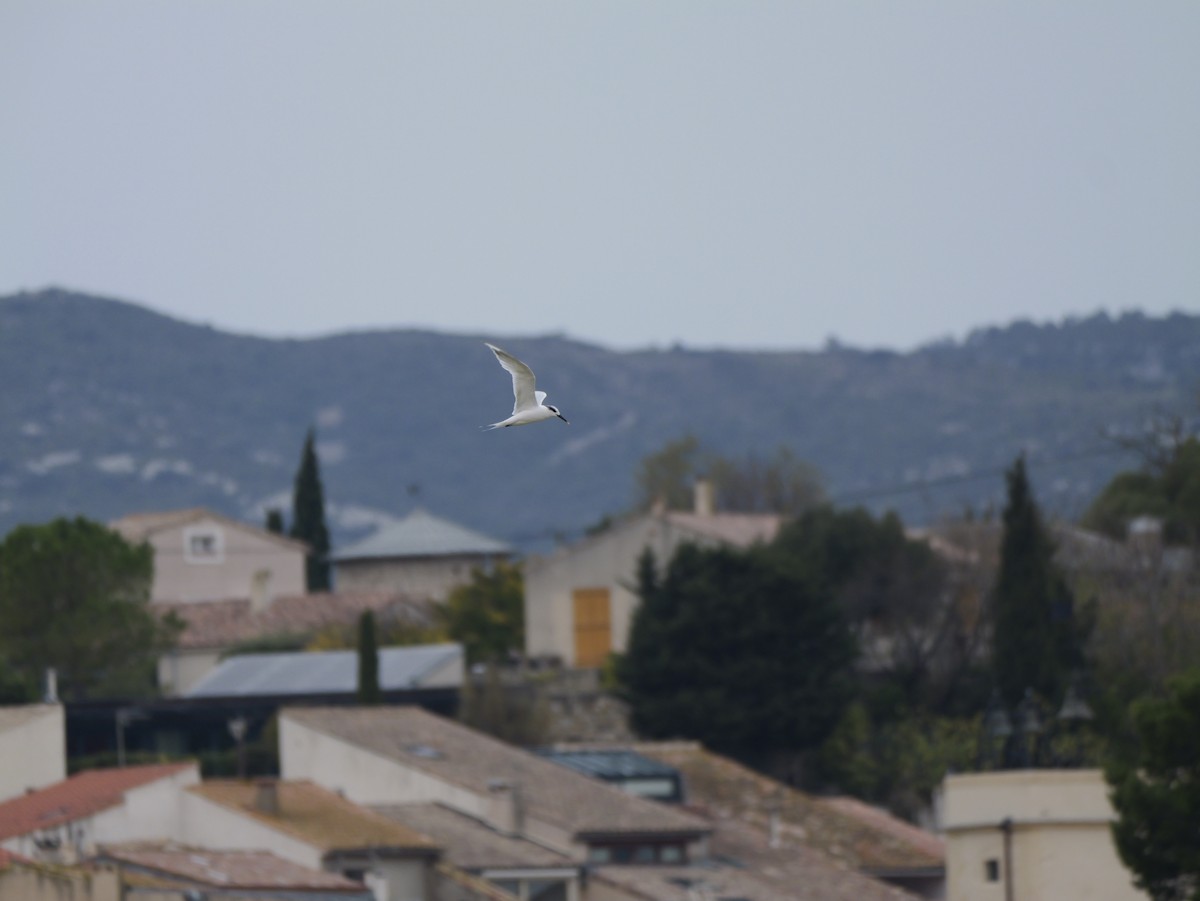 Kara Gagalı Sumru - ML644310448