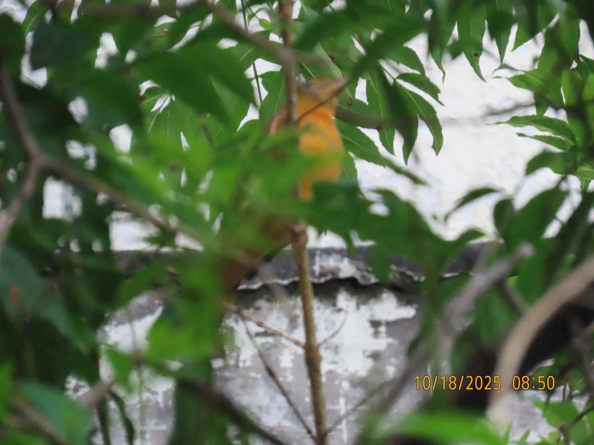 Turpial de Baltimore - ML644310449