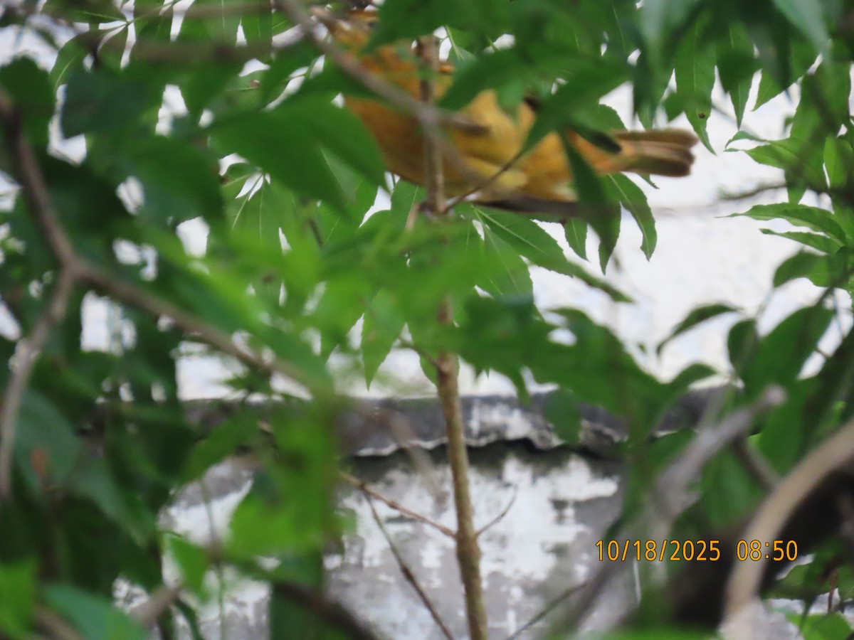 Turpial de Baltimore - ML644310450