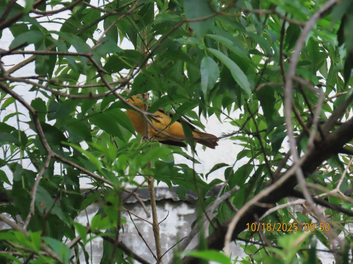 Turpial de Baltimore - ML644310451