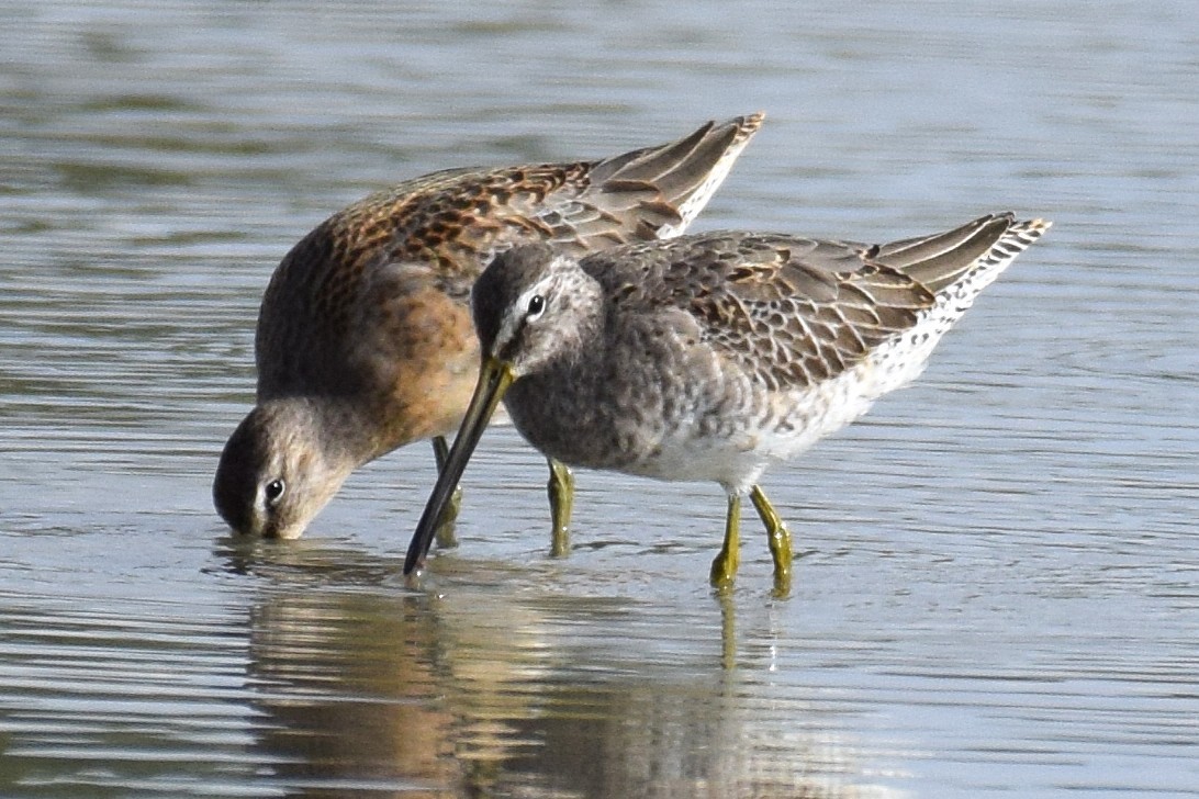 Agujeta Escolopácea - ML644310452