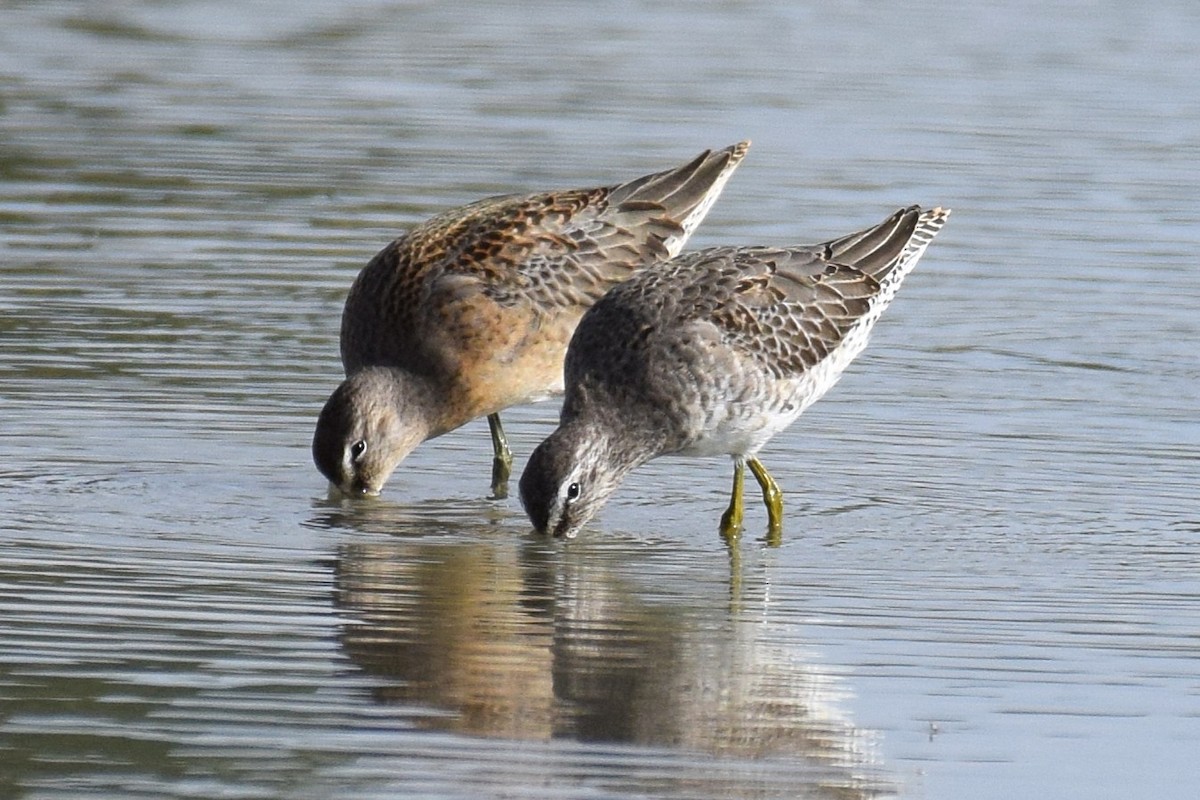 Agujeta Escolopácea - ML644310453