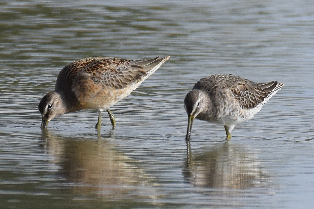 Agujeta Escolopácea - ML644310454