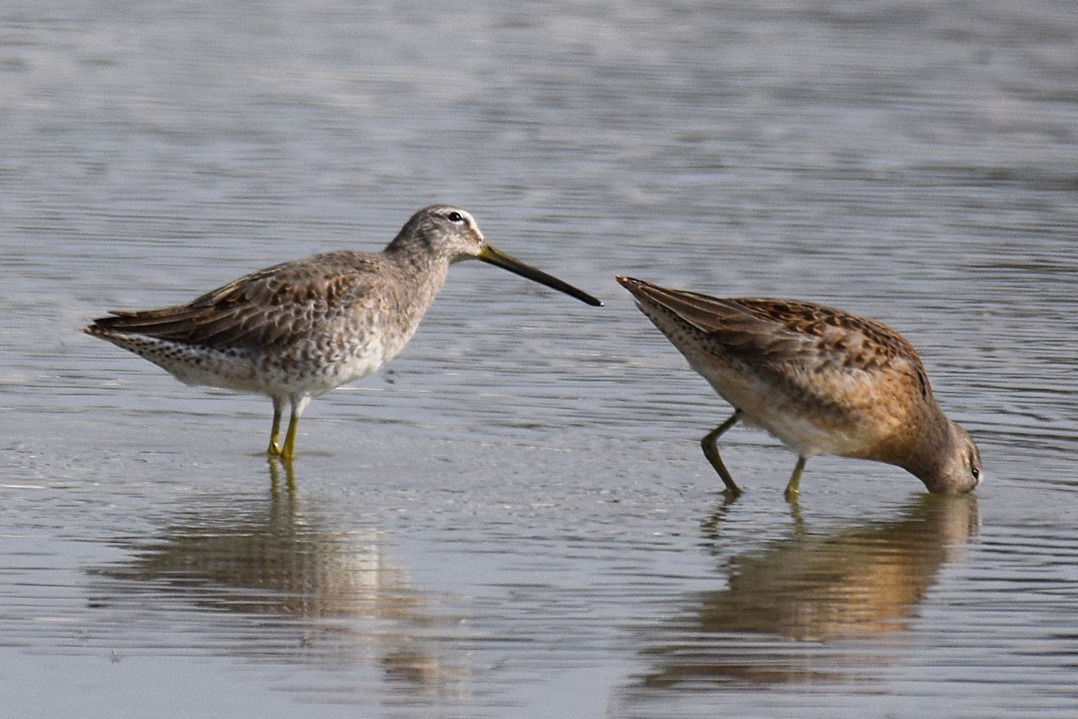 Agujeta Escolopácea - ML644310455