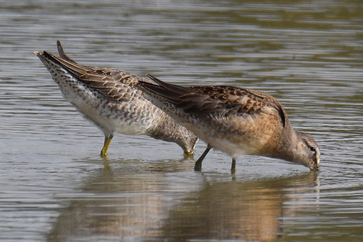 Agujeta Escolopácea - ML644310456