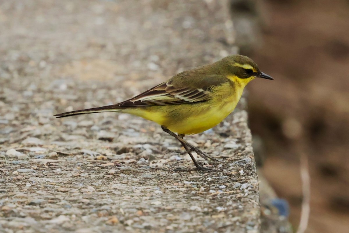Lavandera de Chukotka - ML644310457