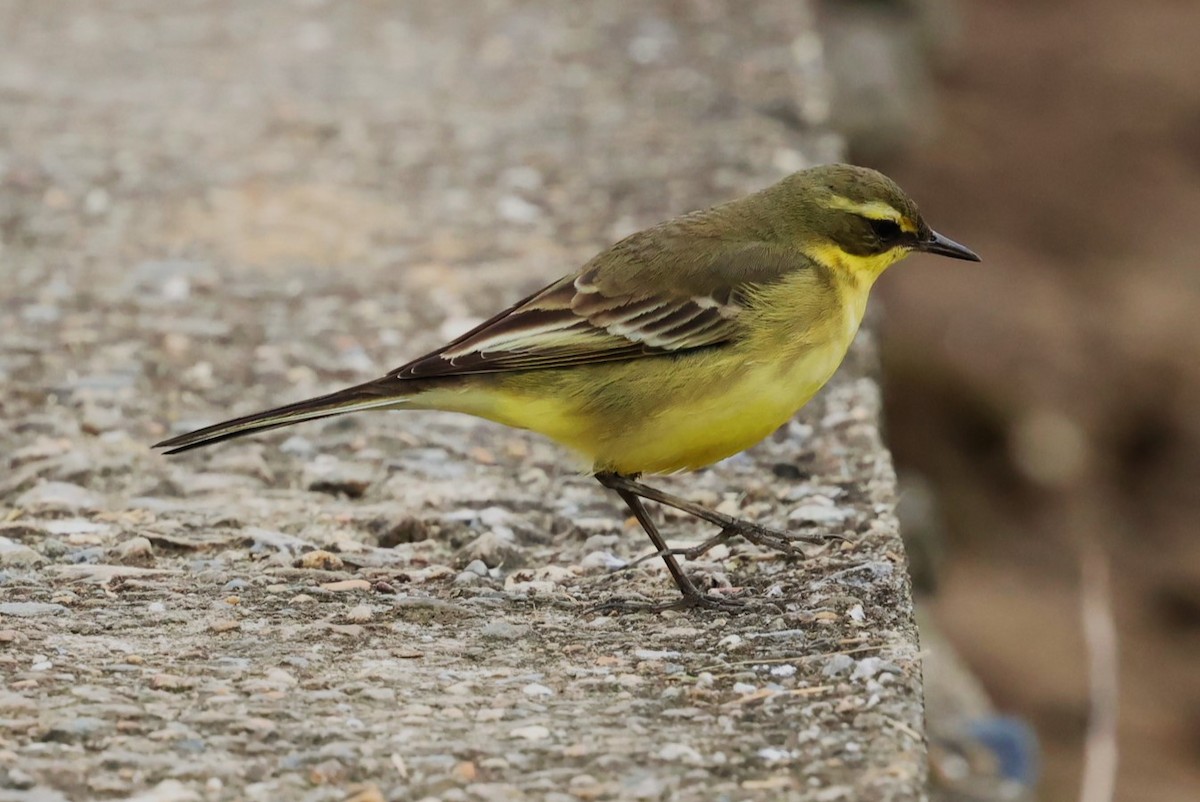 Lavandera de Chukotka - ML644310458