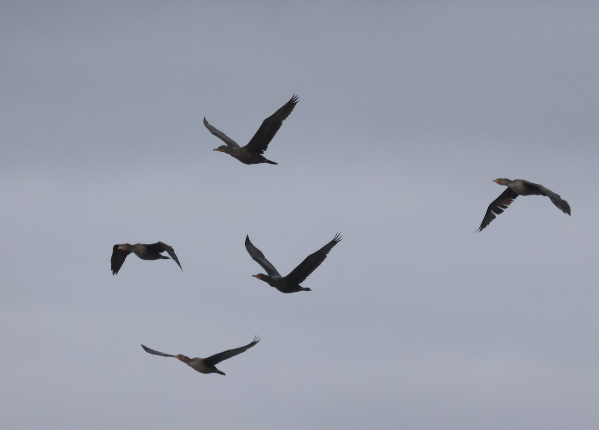 Cormorán Orejudo - ML644310459