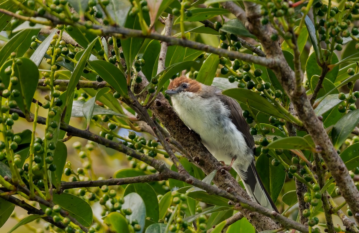 Yuhina de Borneo - ML644310466
