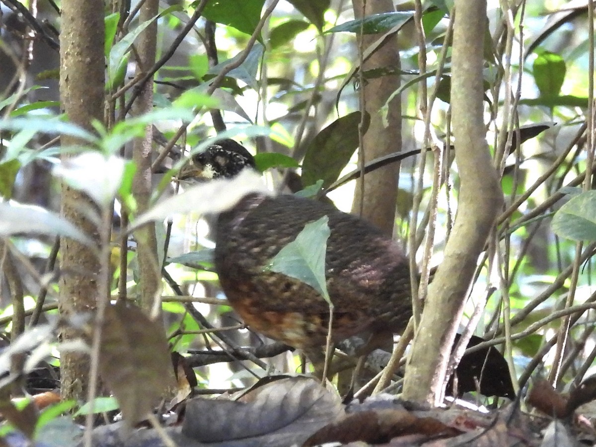 Arborófila de Sabah - ML644310467