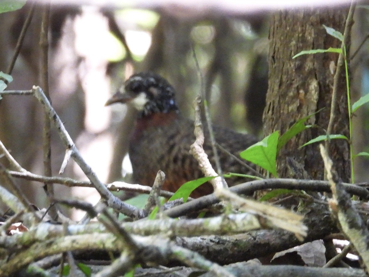 Arborófila de Sabah - ML644310468