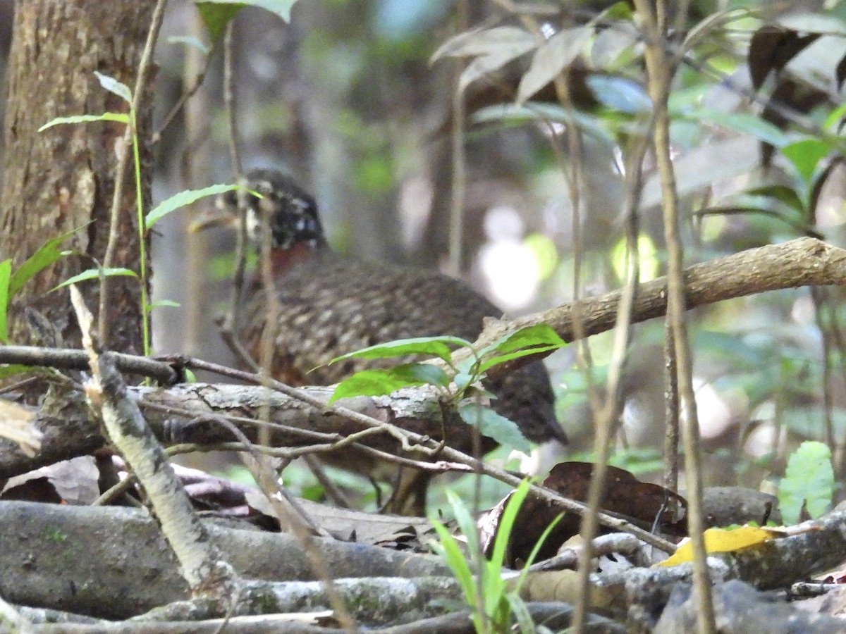 Arborófila de Sabah - ML644310469
