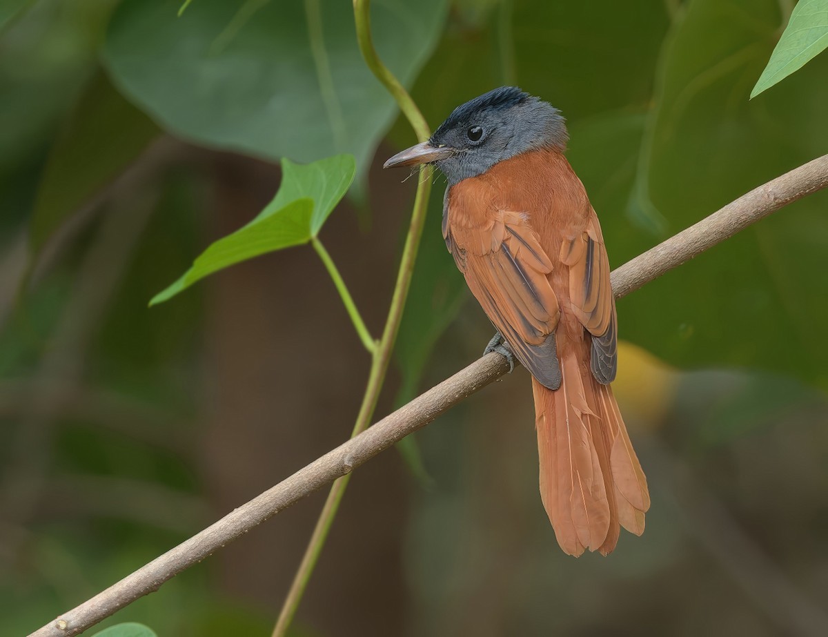 Monarca del Paraíso Oriental - ML644310470