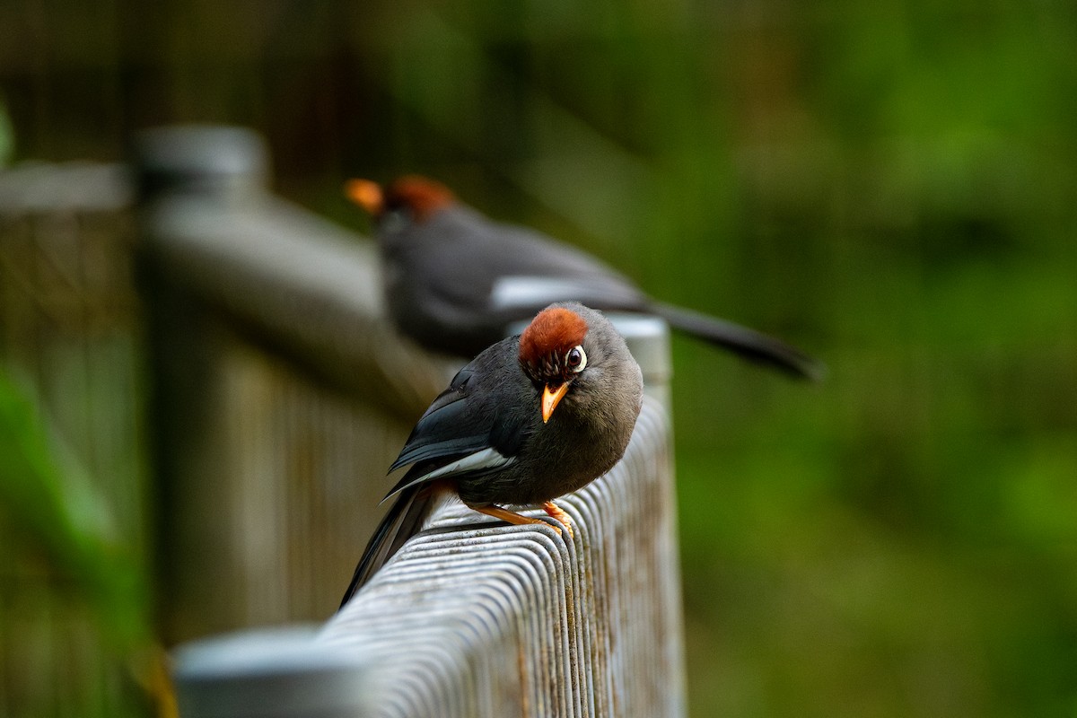 Charlatán Mitrado - ML644310471