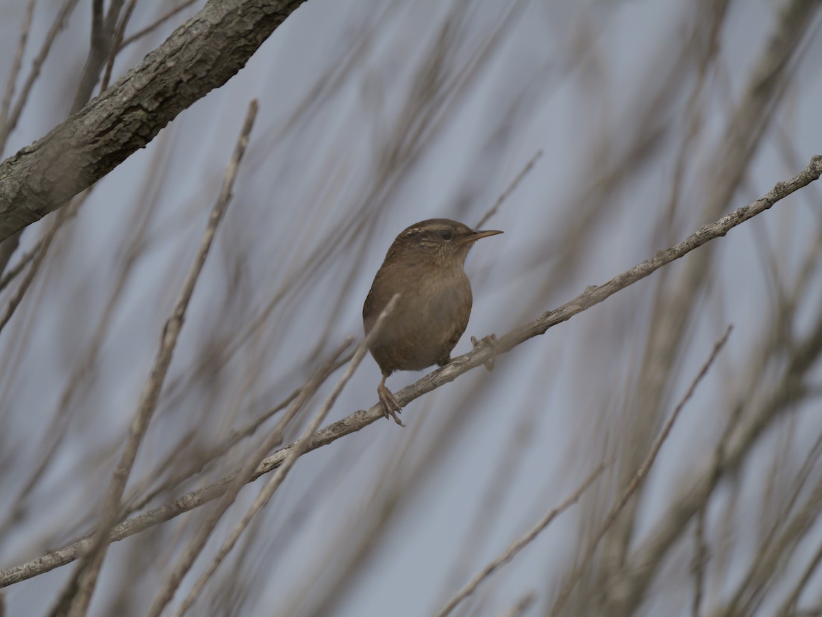 Chochín Paleártico - ML644310473