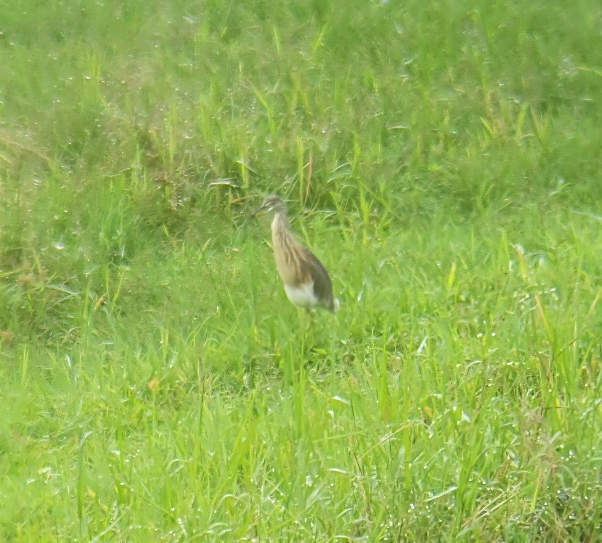 Javan Pond-Heron - ML644310474