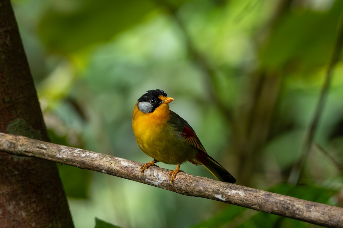 Leiótrix Cariblanco - ML644310478