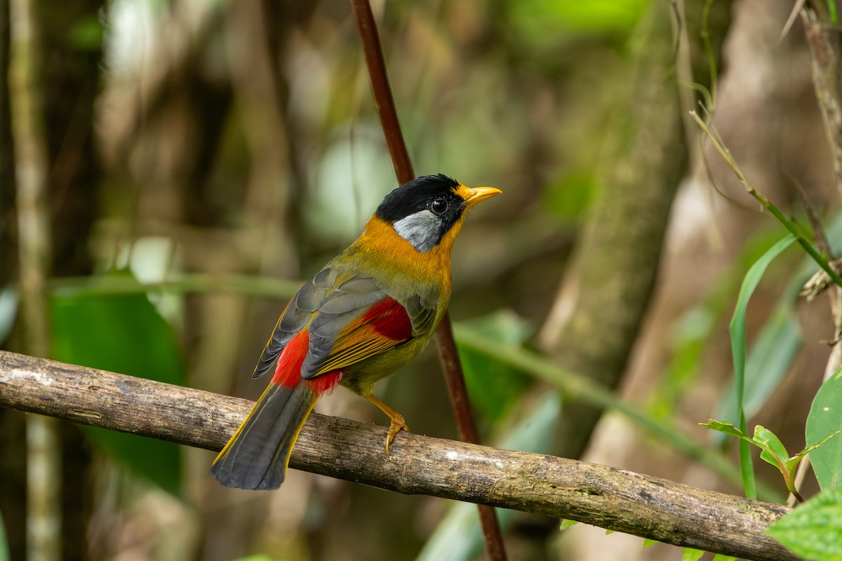 Leiótrix Cariblanco - ML644310479