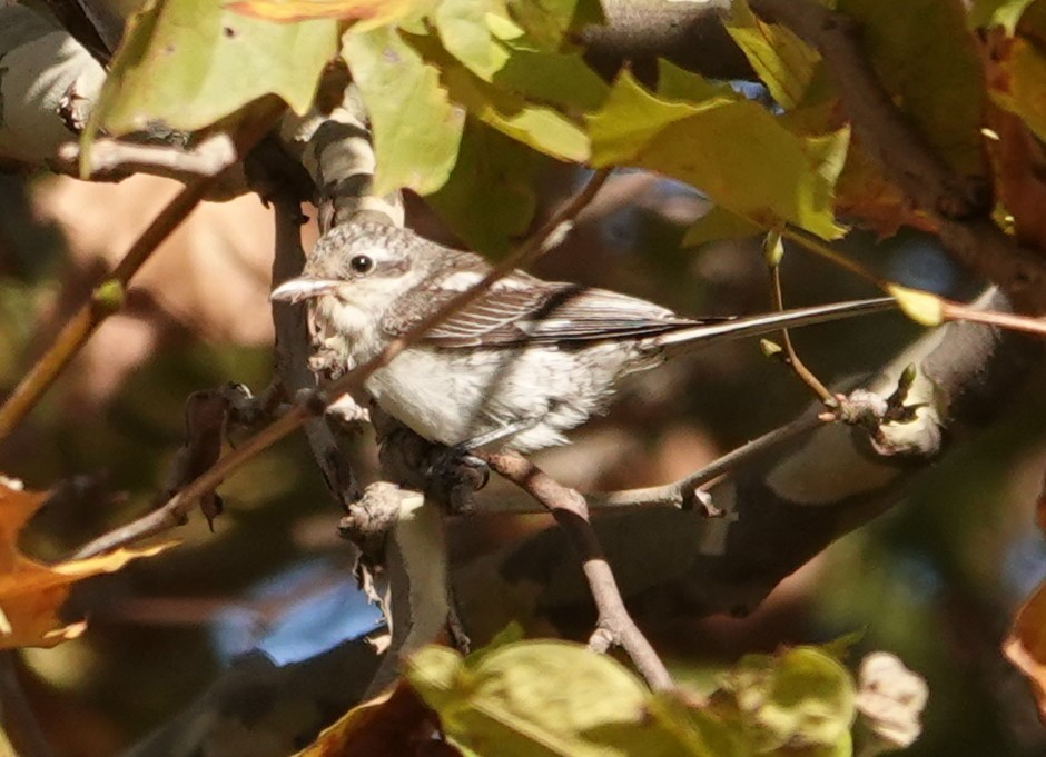 Masked Shrike - ML644310482