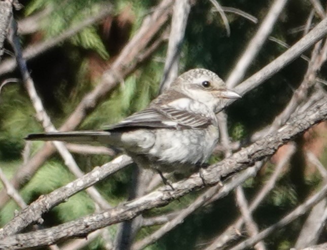 Masked Shrike - ML644310483
