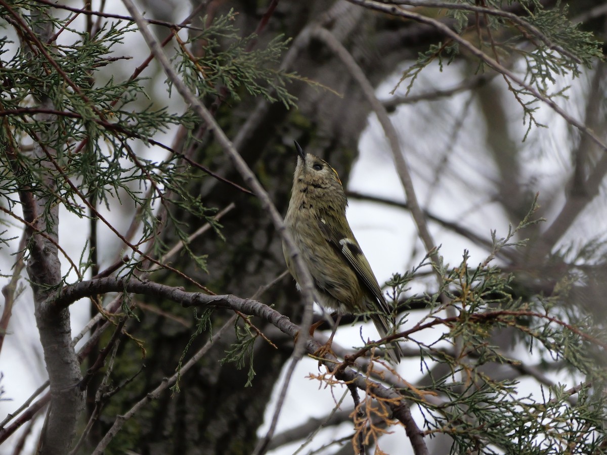 Reyezuelo Sencillo - ML644310484