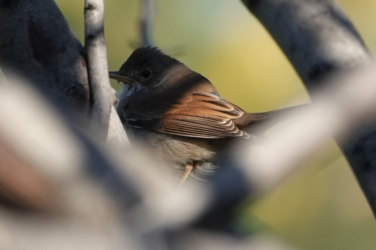 Sterpazzola - ML644310496