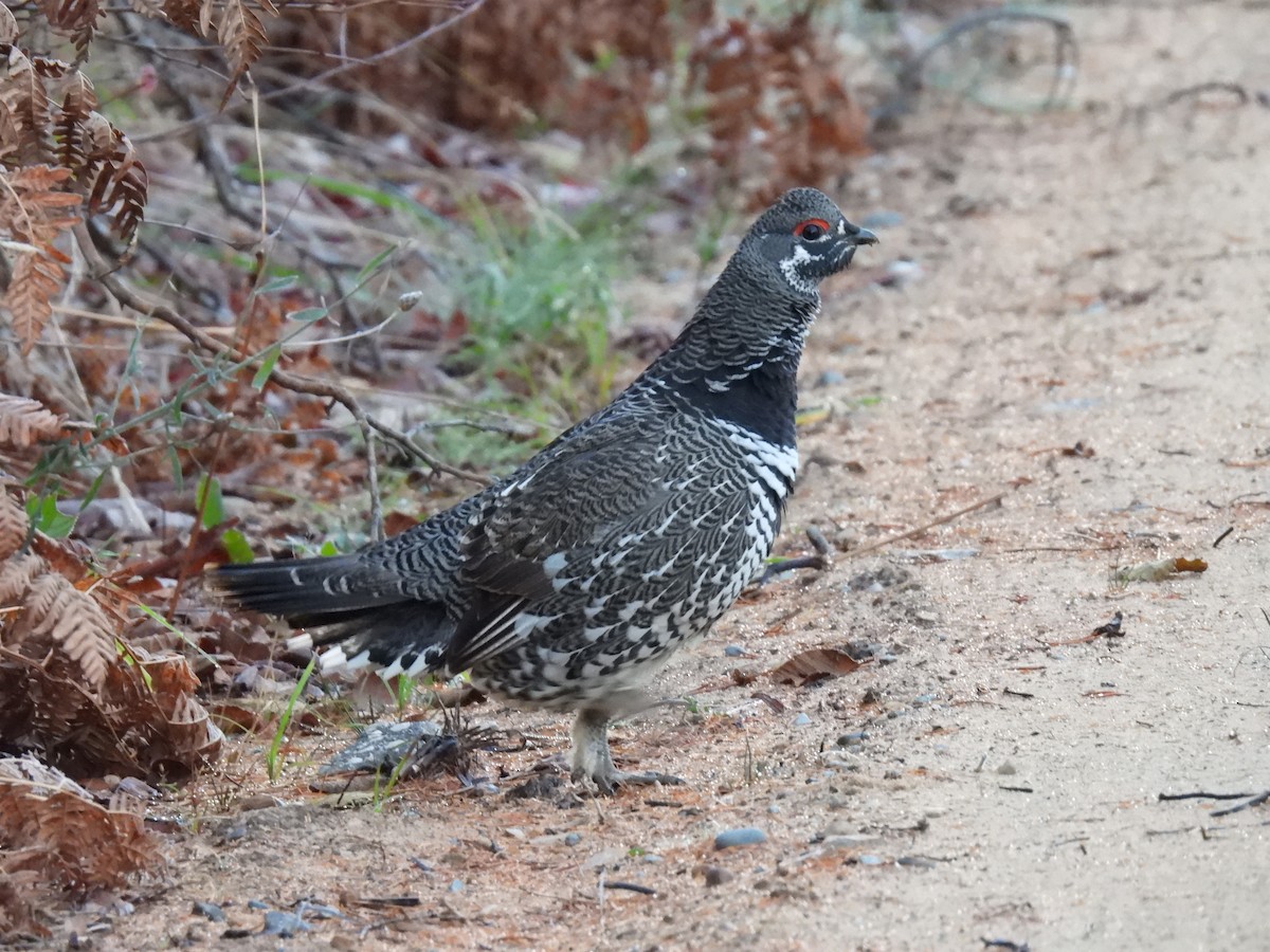 Канадская дикуша - ML644310497