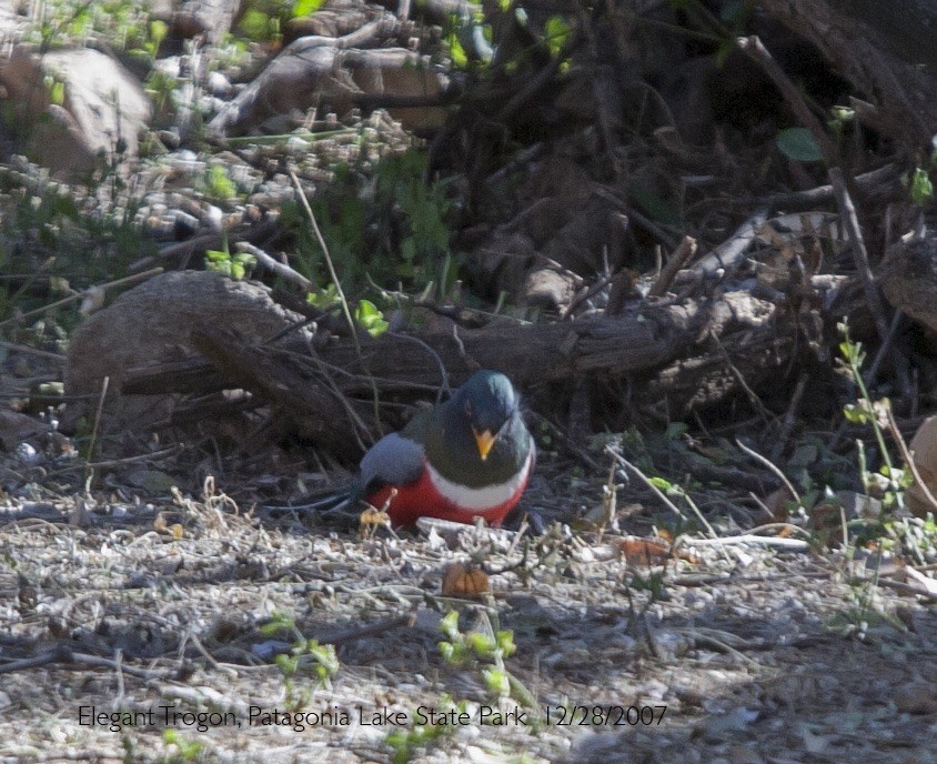 Coppery-tailed Trogon - ML644310499