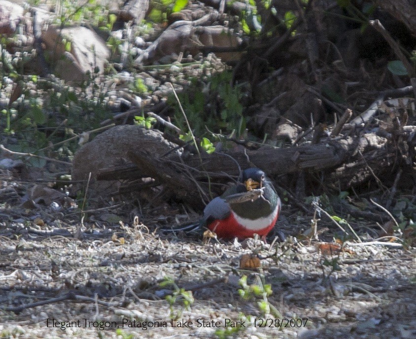 Coppery-tailed Trogon - ML644310500