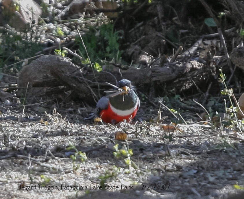 Coppery-tailed Trogon - ML644310501