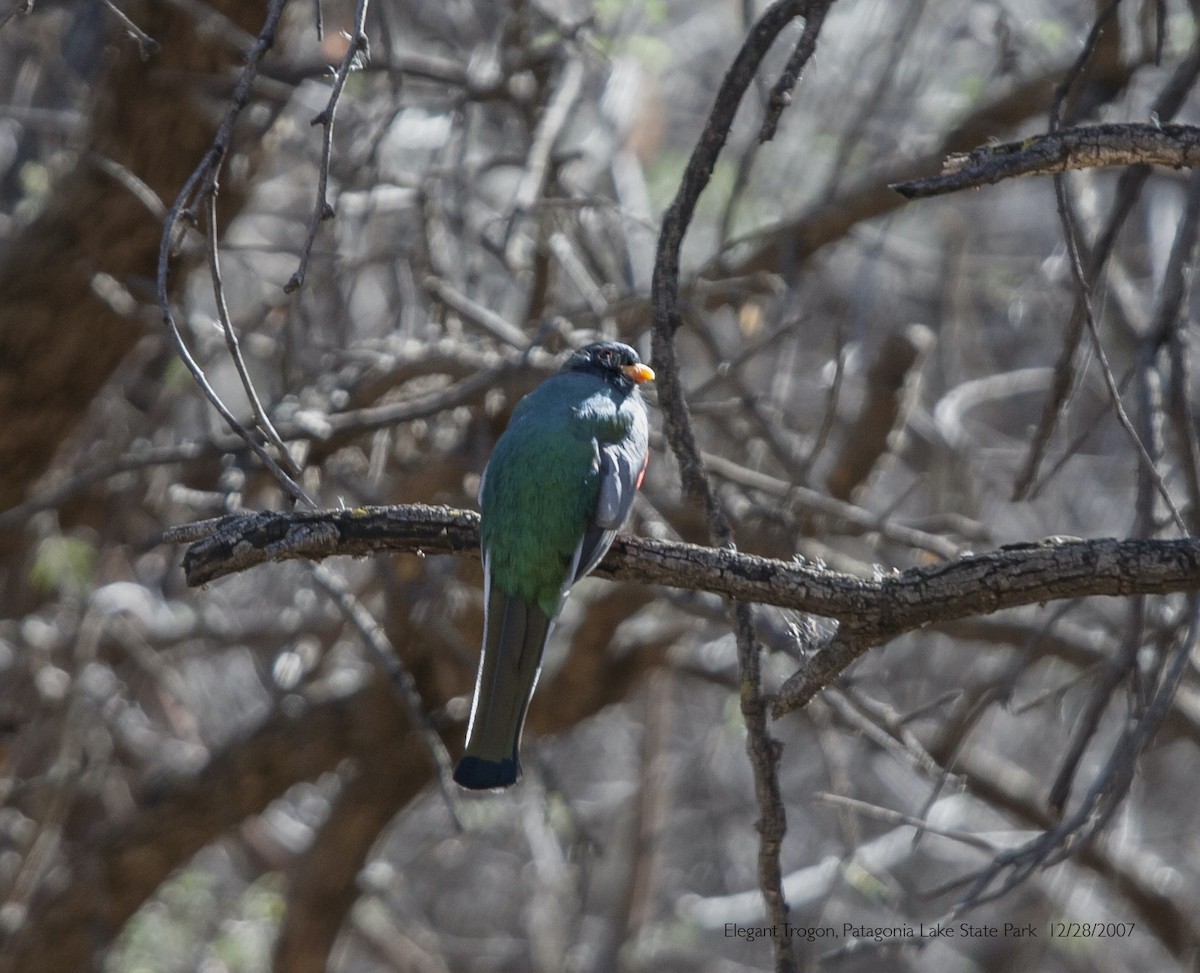 Coppery-tailed Trogon - ML644310502