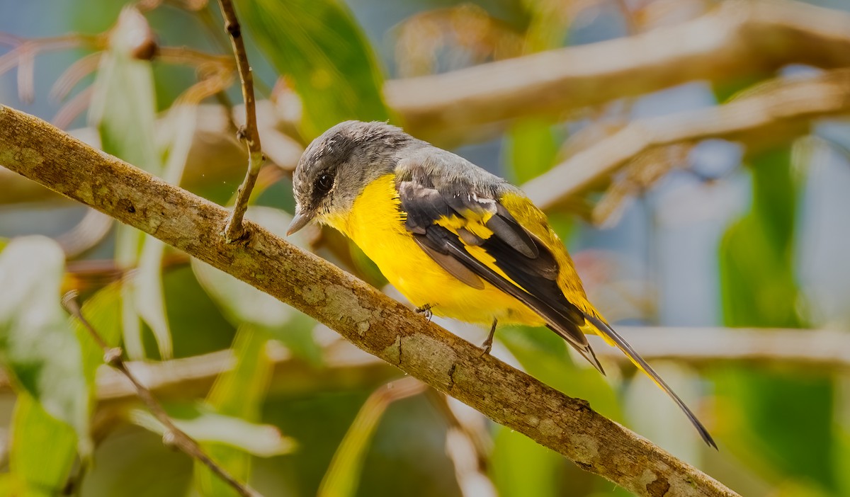 Личинкоїд сірощокий - ML644310508