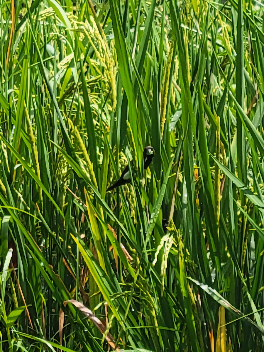 Capuchino de Java - ML644310514