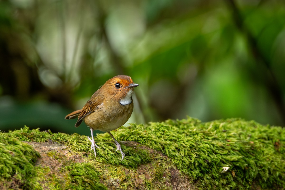 Rufous-browed Flycatcher - ML644310515
