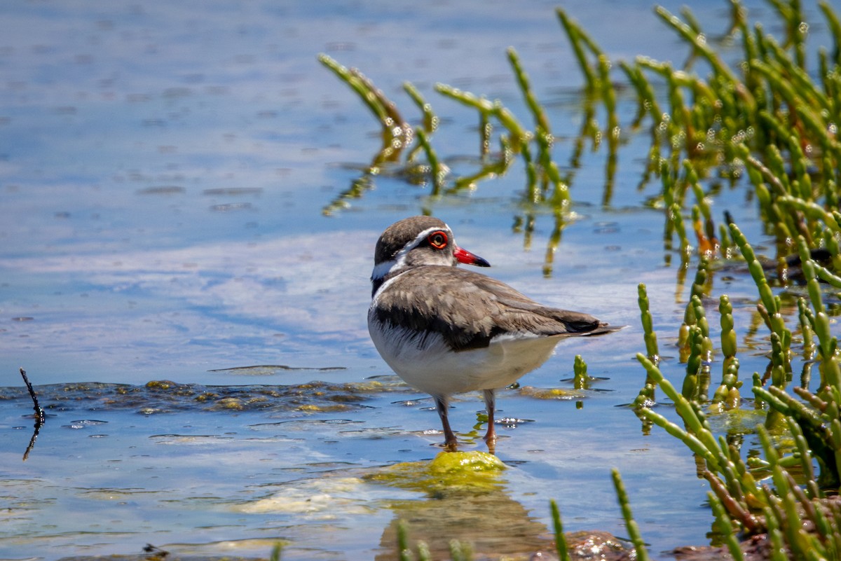 Three-banded Plover - ML644310516