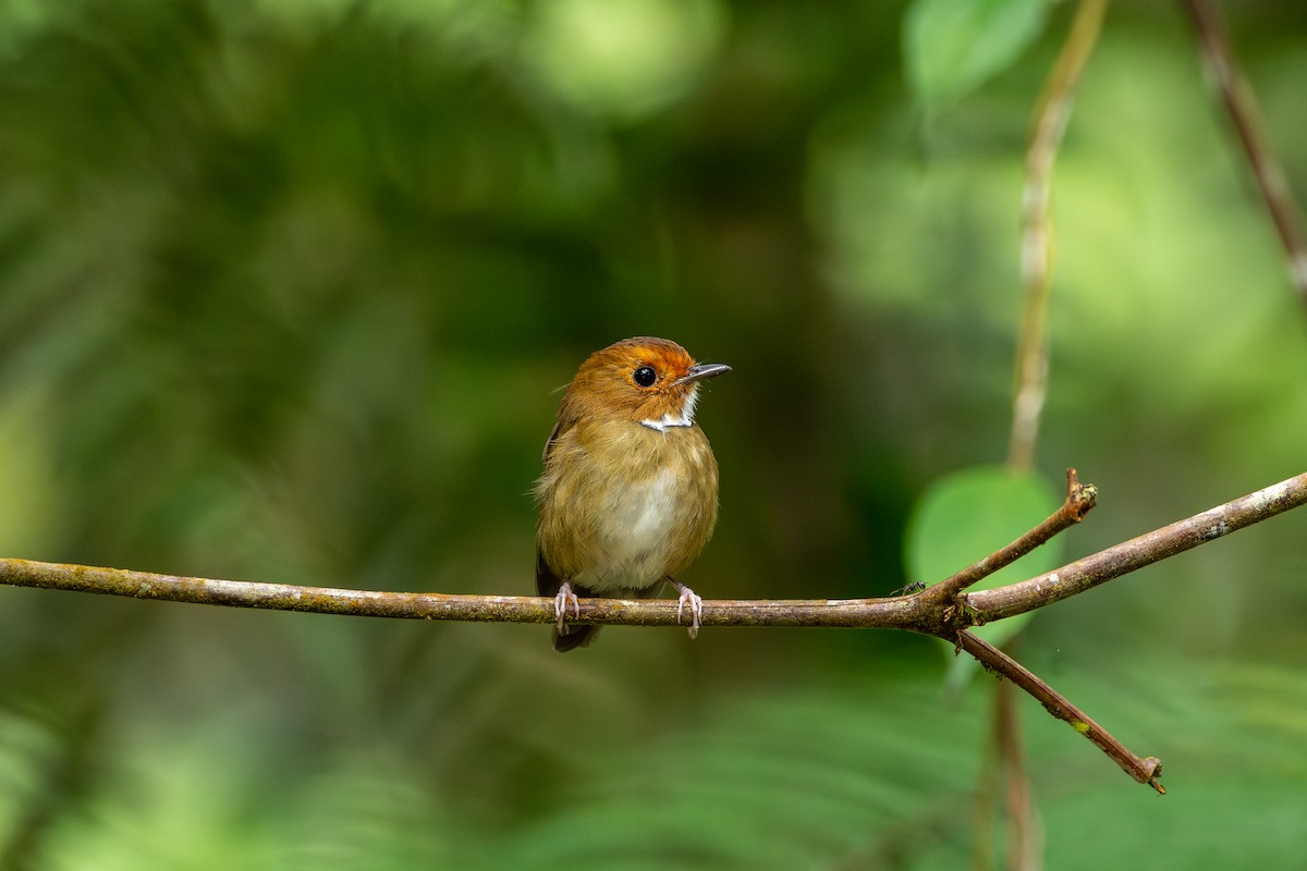 Rufous-browed Flycatcher - ML644310517
