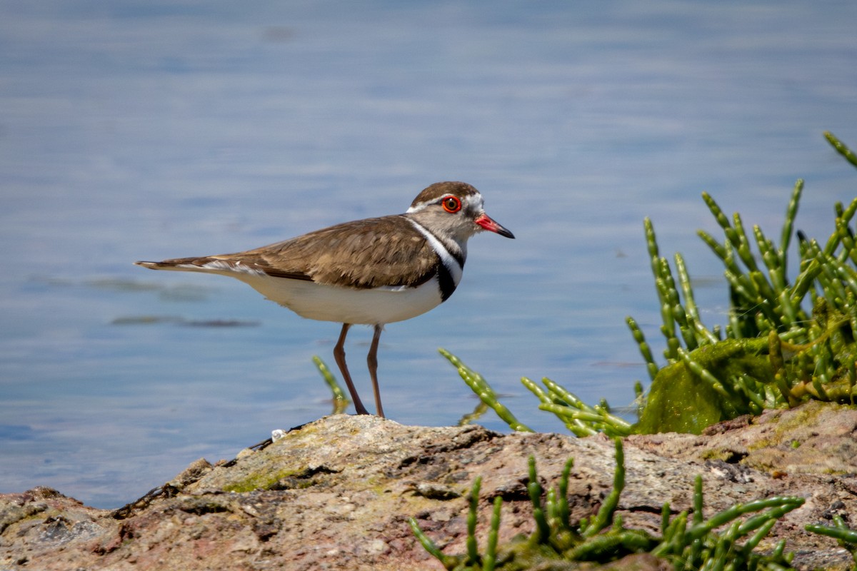 Three-banded Plover - ML644310518