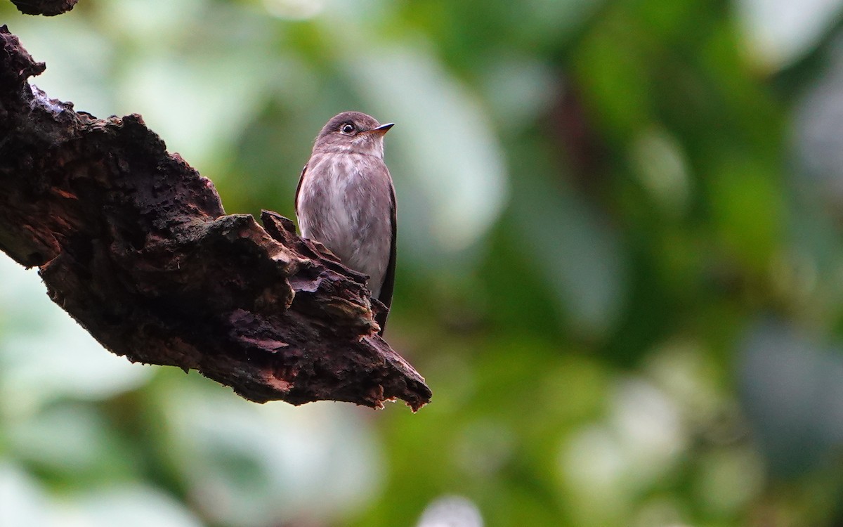 gråflankefluesnapper - ML644310521