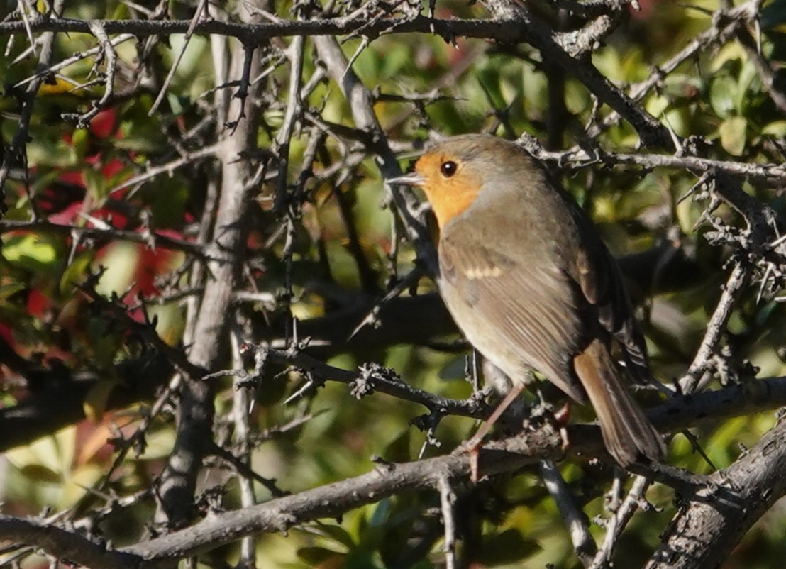 European Robin - ML644310522