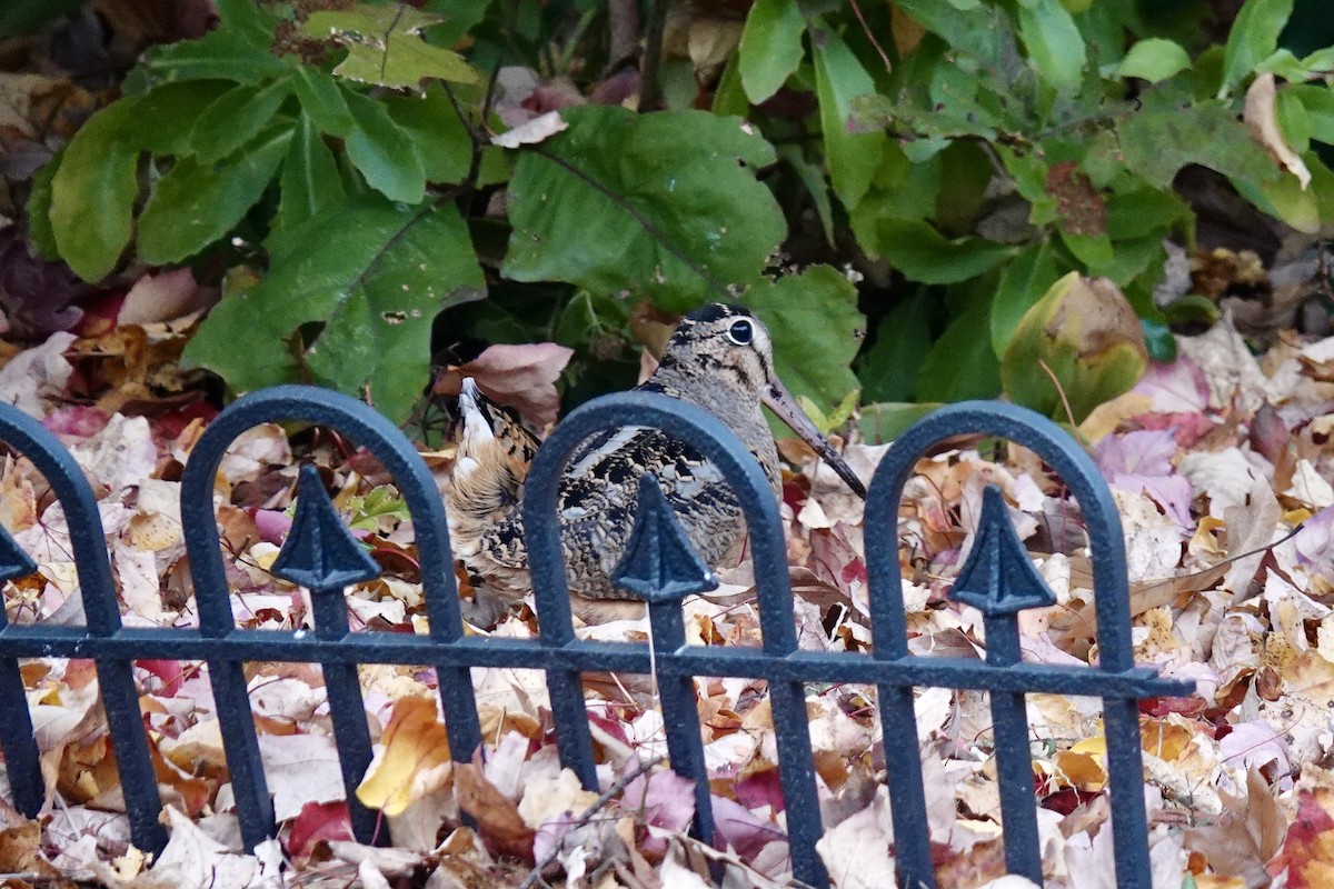 sluka americká - ML644310523