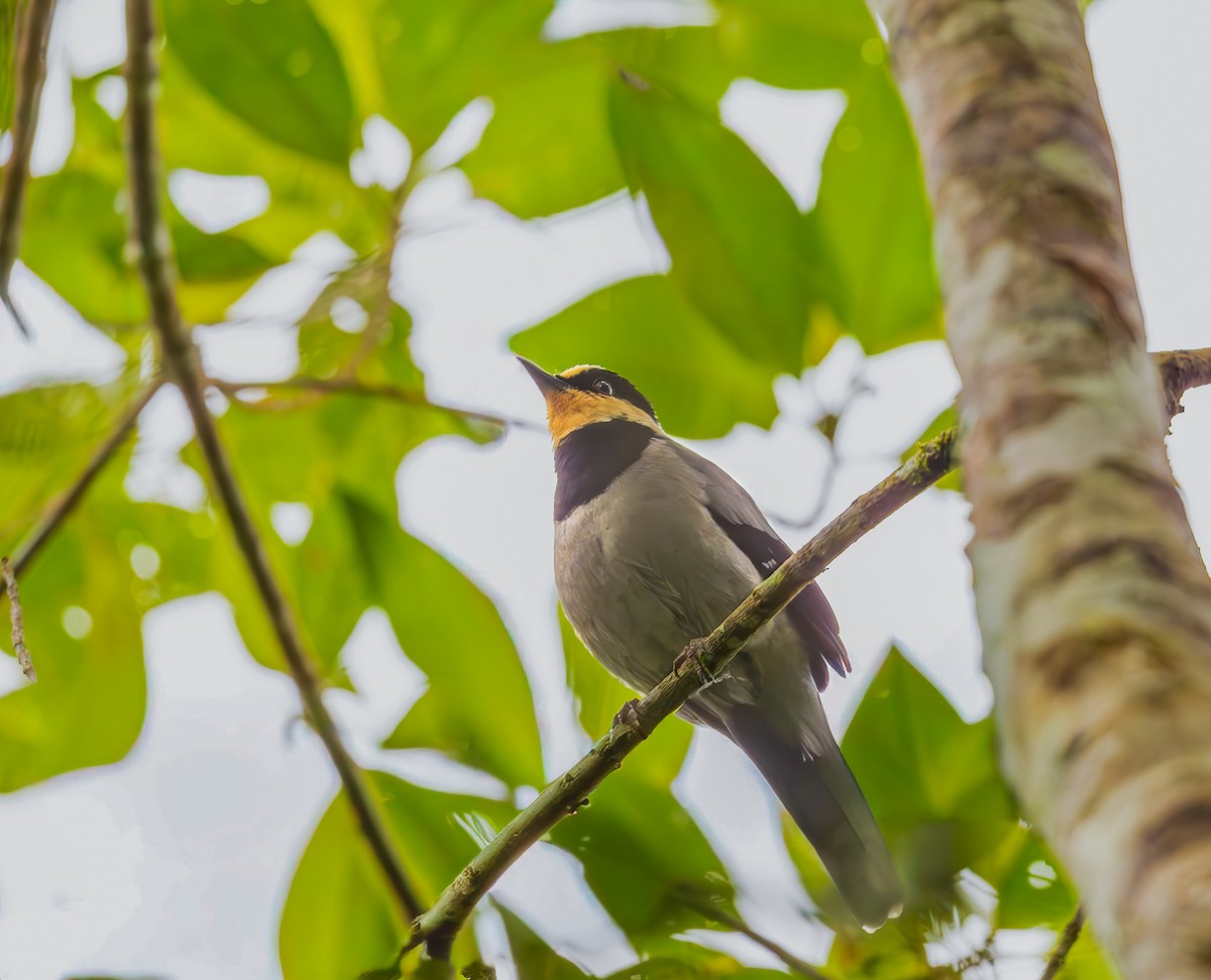 Fruit-hunter - ML644310525