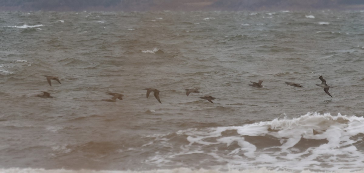 havsule - ML644310534