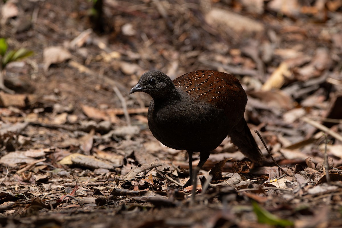 Mountain Peacock-Pheasant - ML644310538