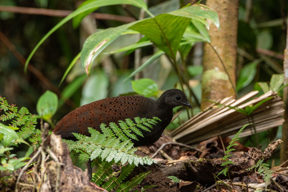 Mountain Peacock-Pheasant - ML644310539